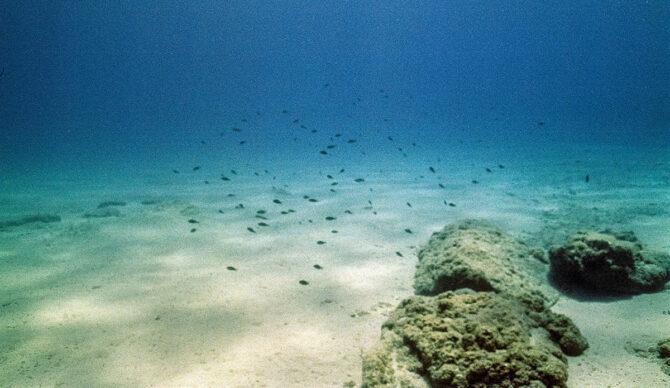 Deep-Sea Mining Harms Ocean Biodiversity, Major Study Reveals